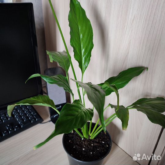 Комнатные цветы