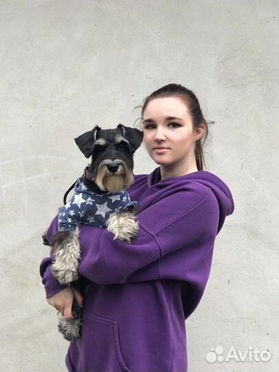 Стрижка собак и кошек/тримминг (груминг в Groomer)