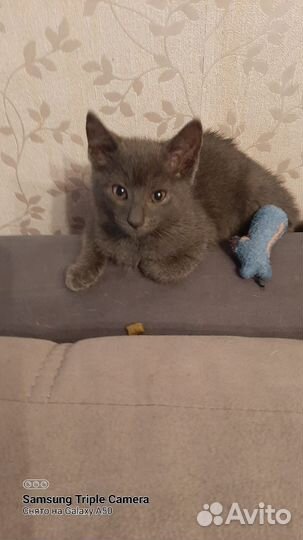 Котёнок Мишель в добрые руки