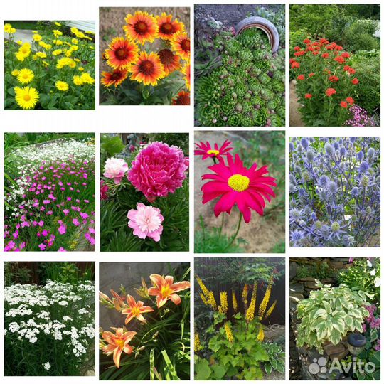 Многолетние растения для вашего сада