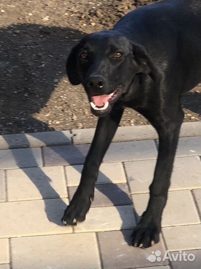 Бесплатно Отдам в добрые руки лабрадора девочка
