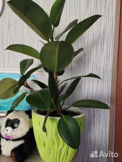 Отростки комнатных растений