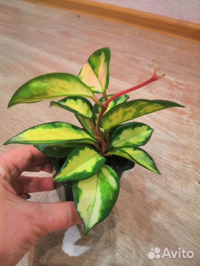 Хойя карноза триколор, хойя Грацилис