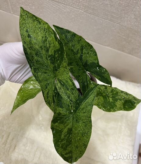 Сингониум Mottled arrowhead