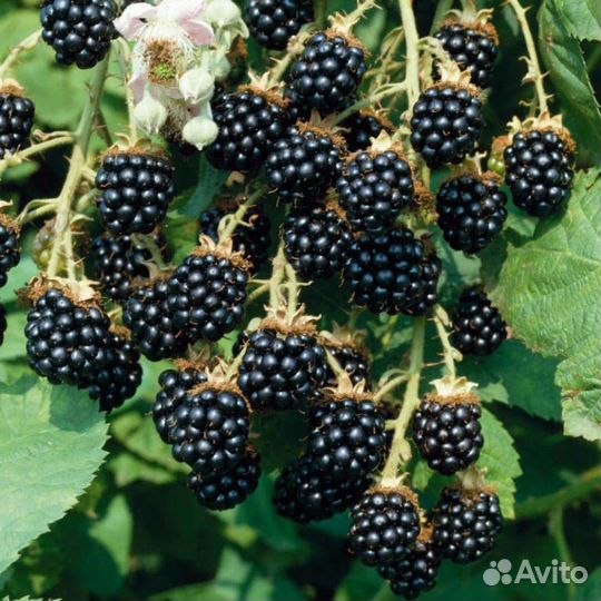 Кусты ежевики