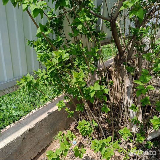 Саженцы фиолетовой сирени