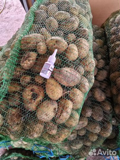 Продам картошку сорт Галла