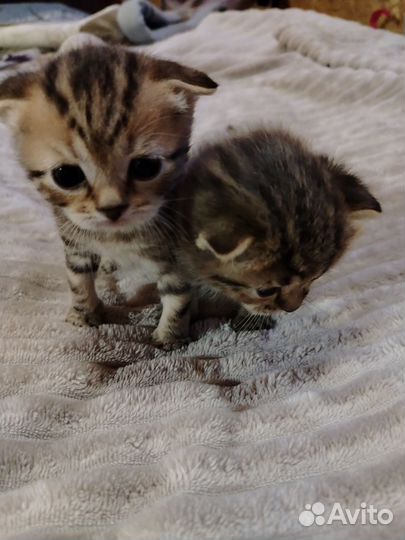 Шотландские вислоухие котята
