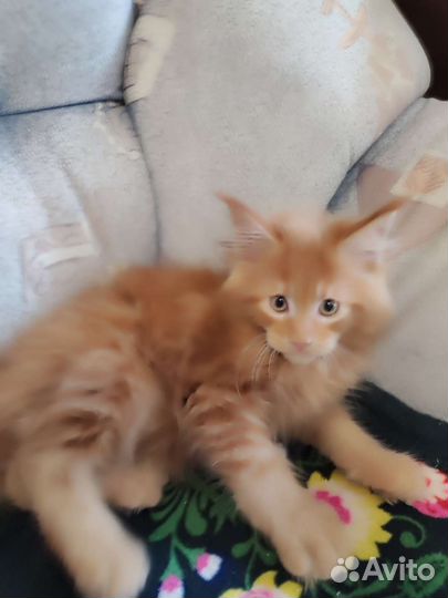 Продаются с родословной Мейн-куны. Цена договорная