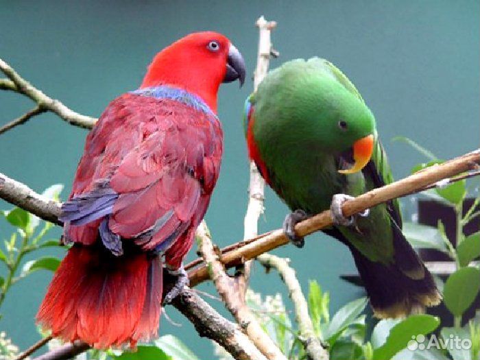 Попугаи эклектус