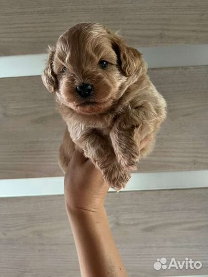 Мальтипу Ф1 девочка красотка карамелька