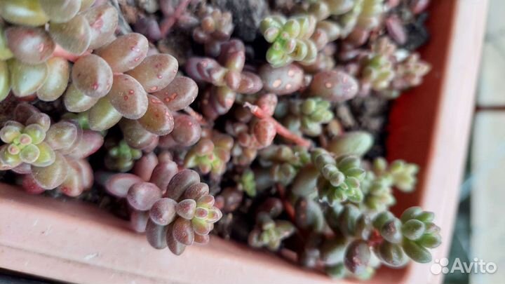 Суккуленты