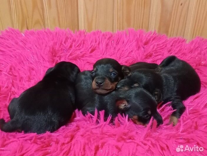 Цвергпинчер