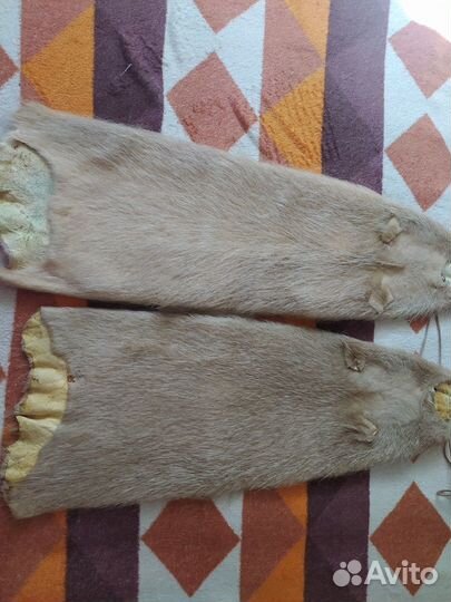 Шкурки нутрии 2шт