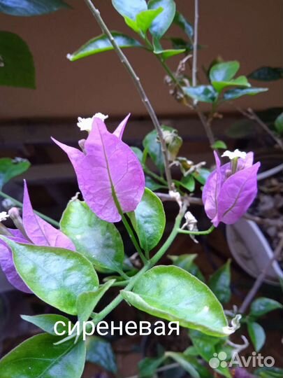 Бугенвиллия