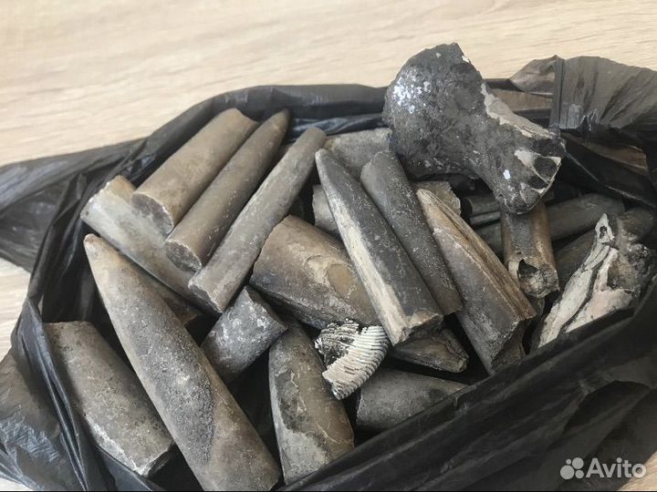 Окаменелости аммониты белемниты