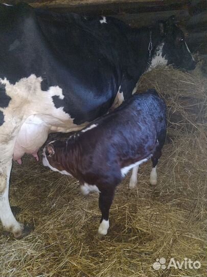 Корова и теленок