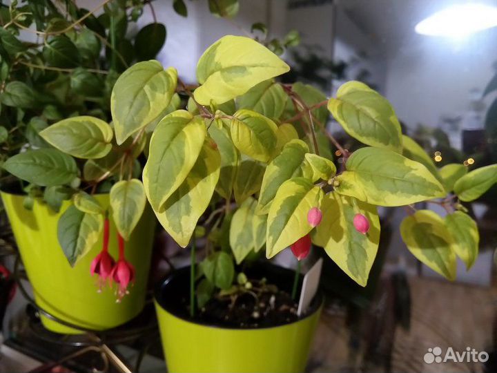 Сортовые фуксии, разные (можно почтой)