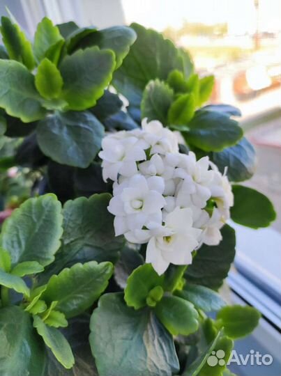 Каланхоэ цветущий