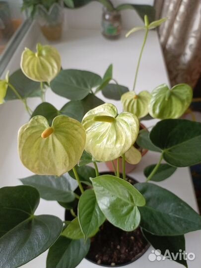 Антуриум Андре Ванилла