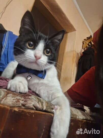 Молодой домашний котик