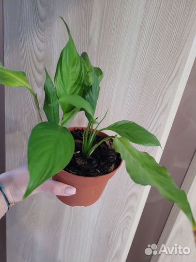 Спатифиллум