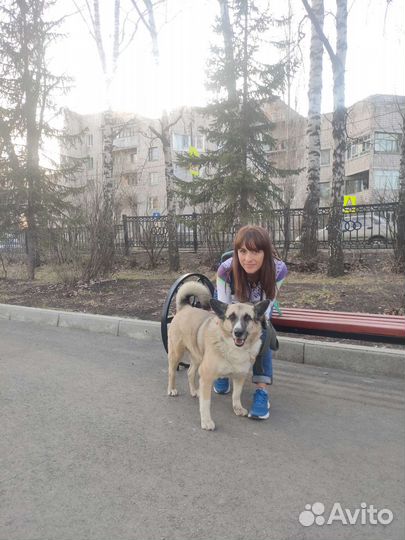 Передержка и выгул собачек