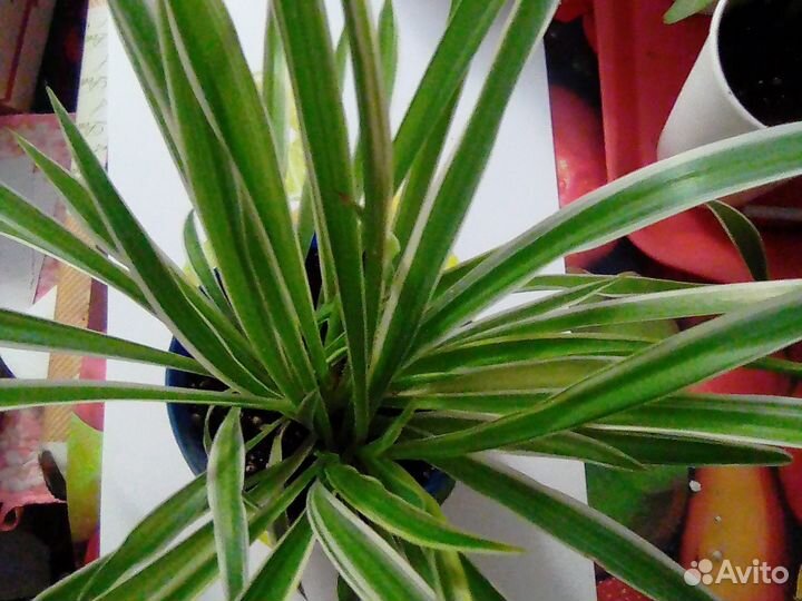 Традесканция,хлорофитумы