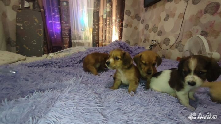 Собаки щенки
