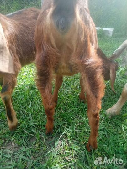 Коза нубийская