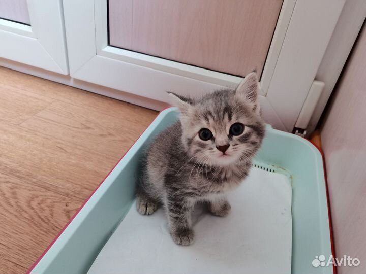 Котенок в добрые руки