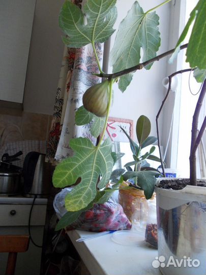 Инжир комнатный плодоносящий