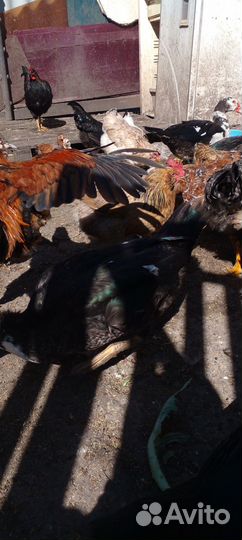 Мускусные утки,домашние петухи