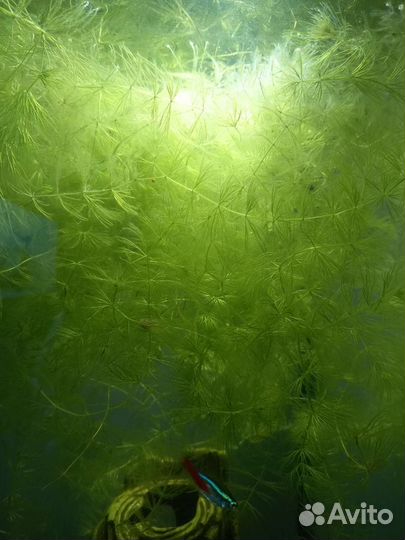 Водоросли для аквариума