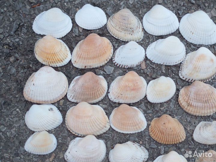 Морские ракушки