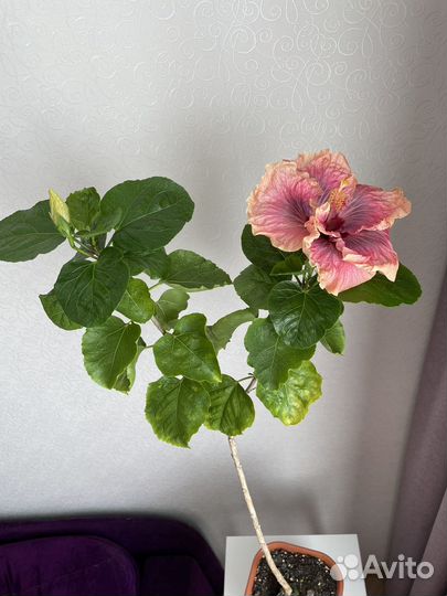 Гибискус criss countess