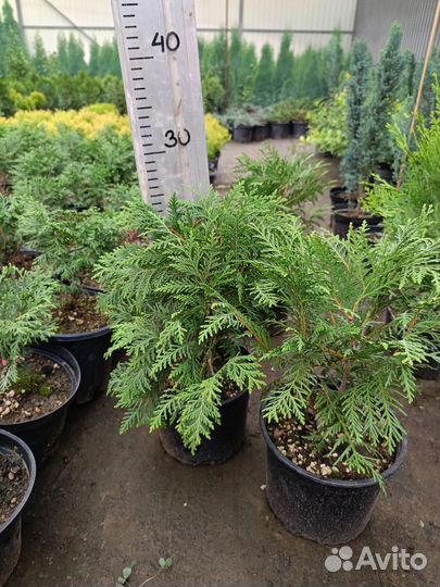 Туя вудварди шаровидная