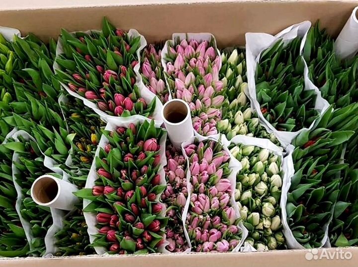 Тюльпаны оптом розовые и другие