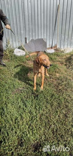 Русская гончие,пегие гончие.щенки.Ягтерер