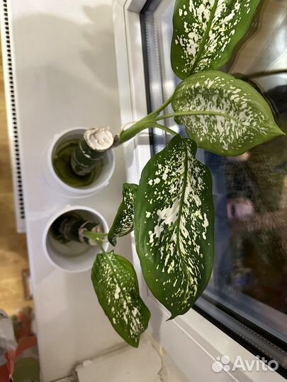 Диффенбахия