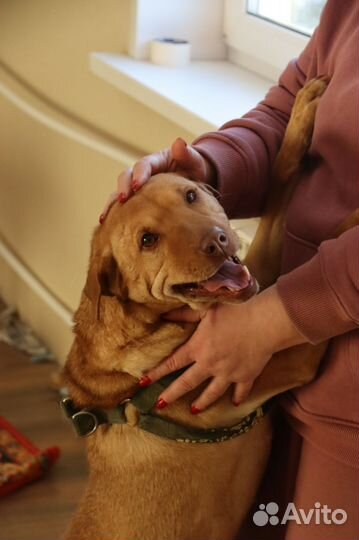 Шарпей Иветта