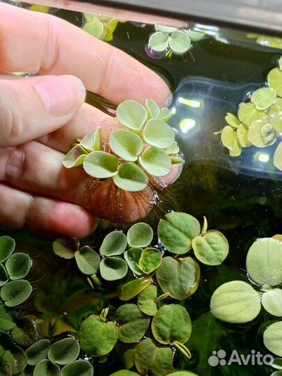 Растения для аквариума