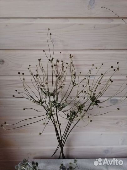 Статица сухоцвет