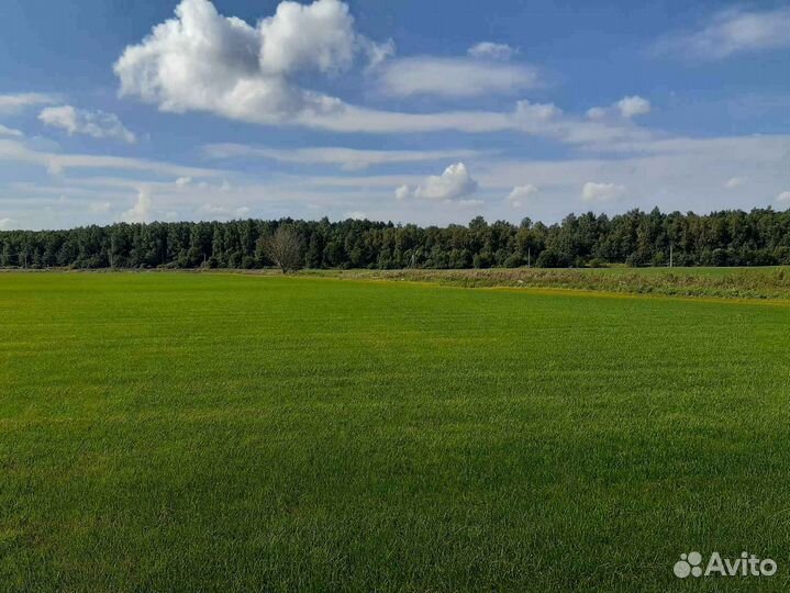 Укладка и продажа рулонного газона