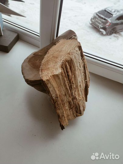 Гриб трутовик