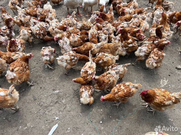 Куры несушки ломан браун