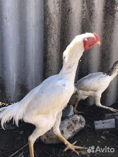 Куры байцовые