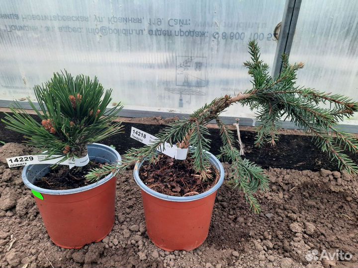 Растения для сада