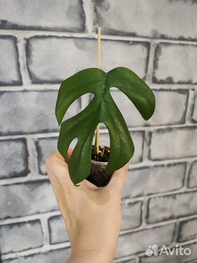 Фикусы, мини монстера, бегония