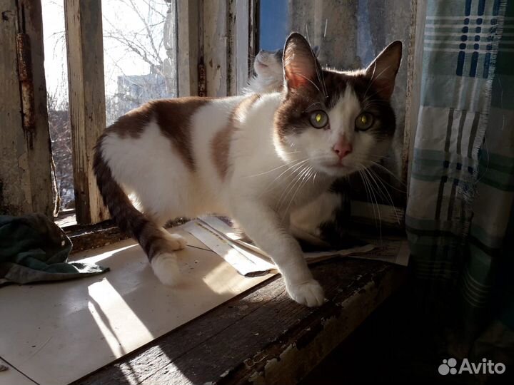 Кот в поиске дома